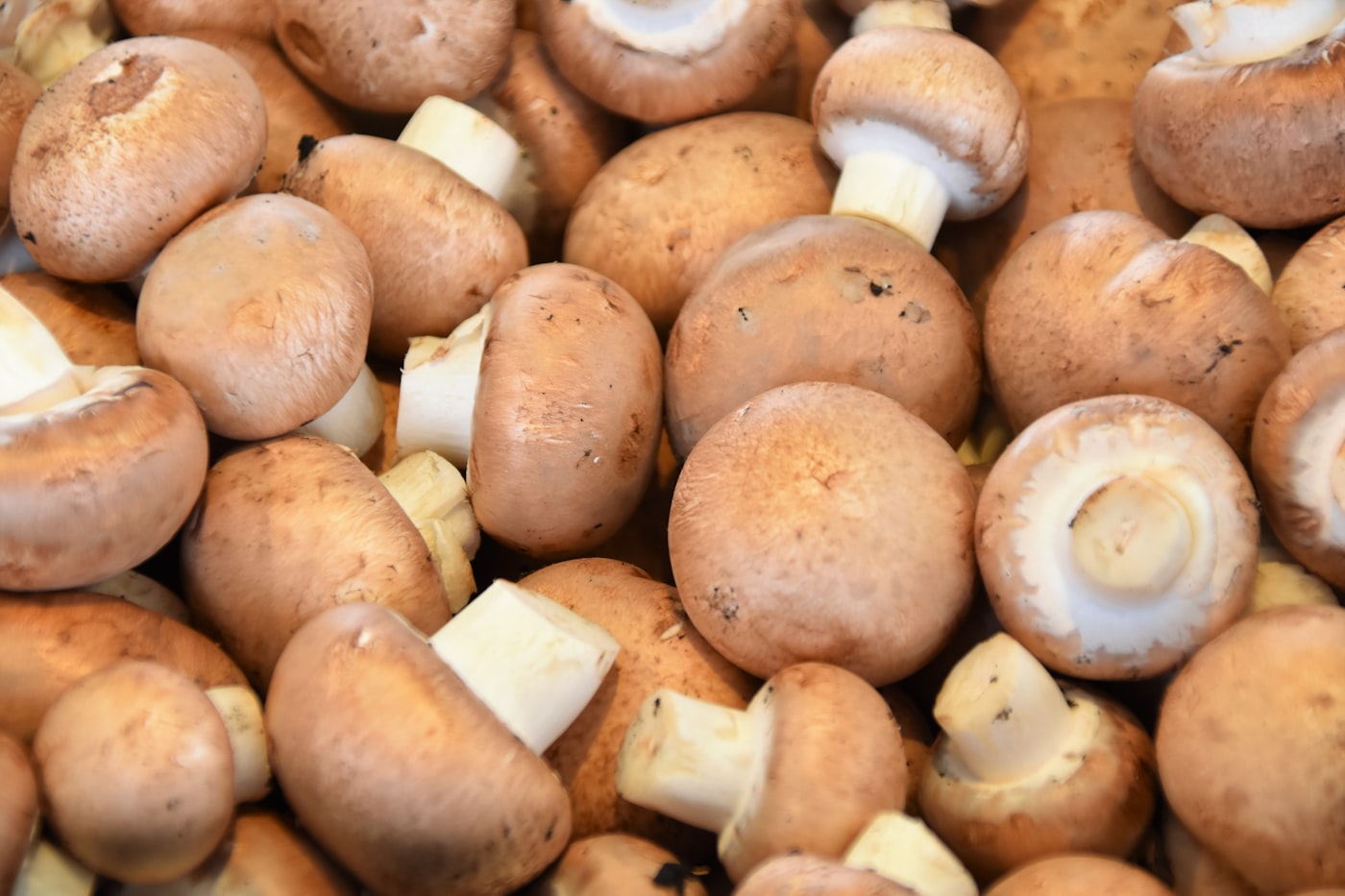 Fresh medicinal mushrooms — a key ingredient in Organixx 7 Mushrooms